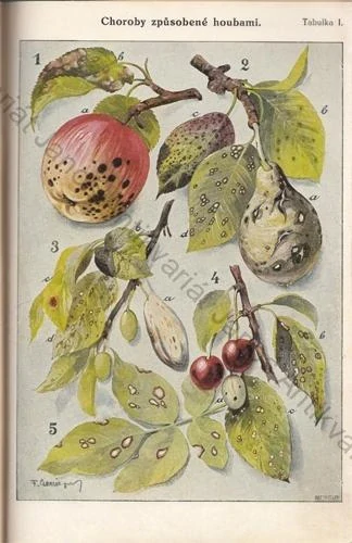 Večeř - Výnosné ovocnictví